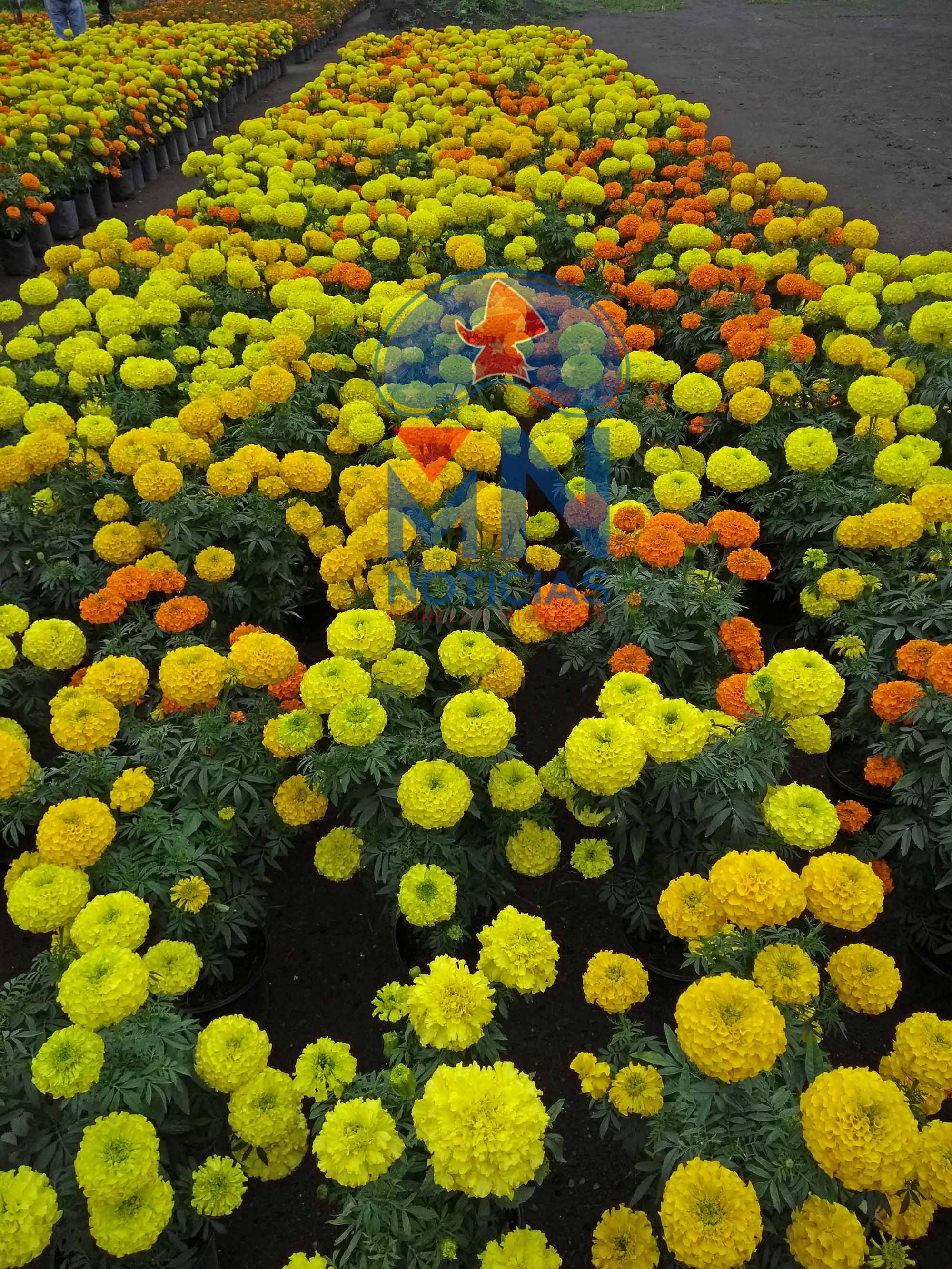 Flor de Día de Muertos. Foto Rosy Linares