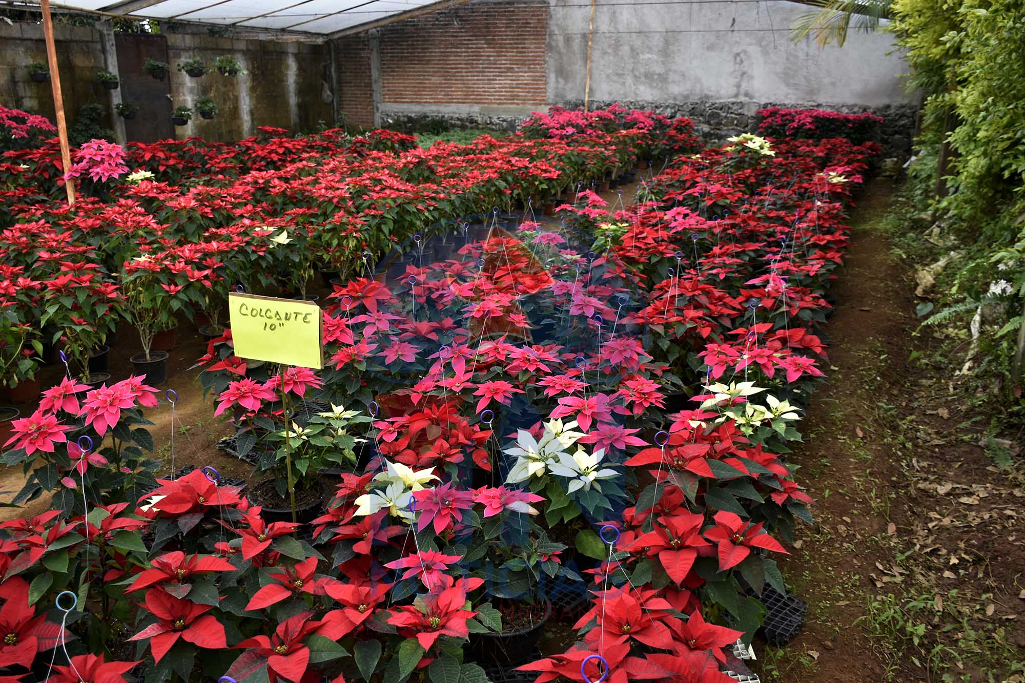 Flor de nochebuena en vivero de Tetela. Foto Máximo Cerdio