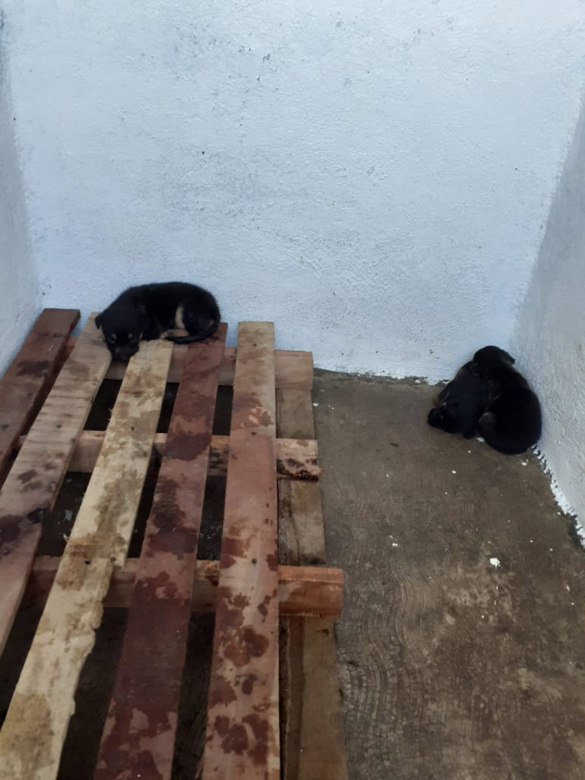 Los cachorros en refugios con condiciones insalubres. Foto cortesía