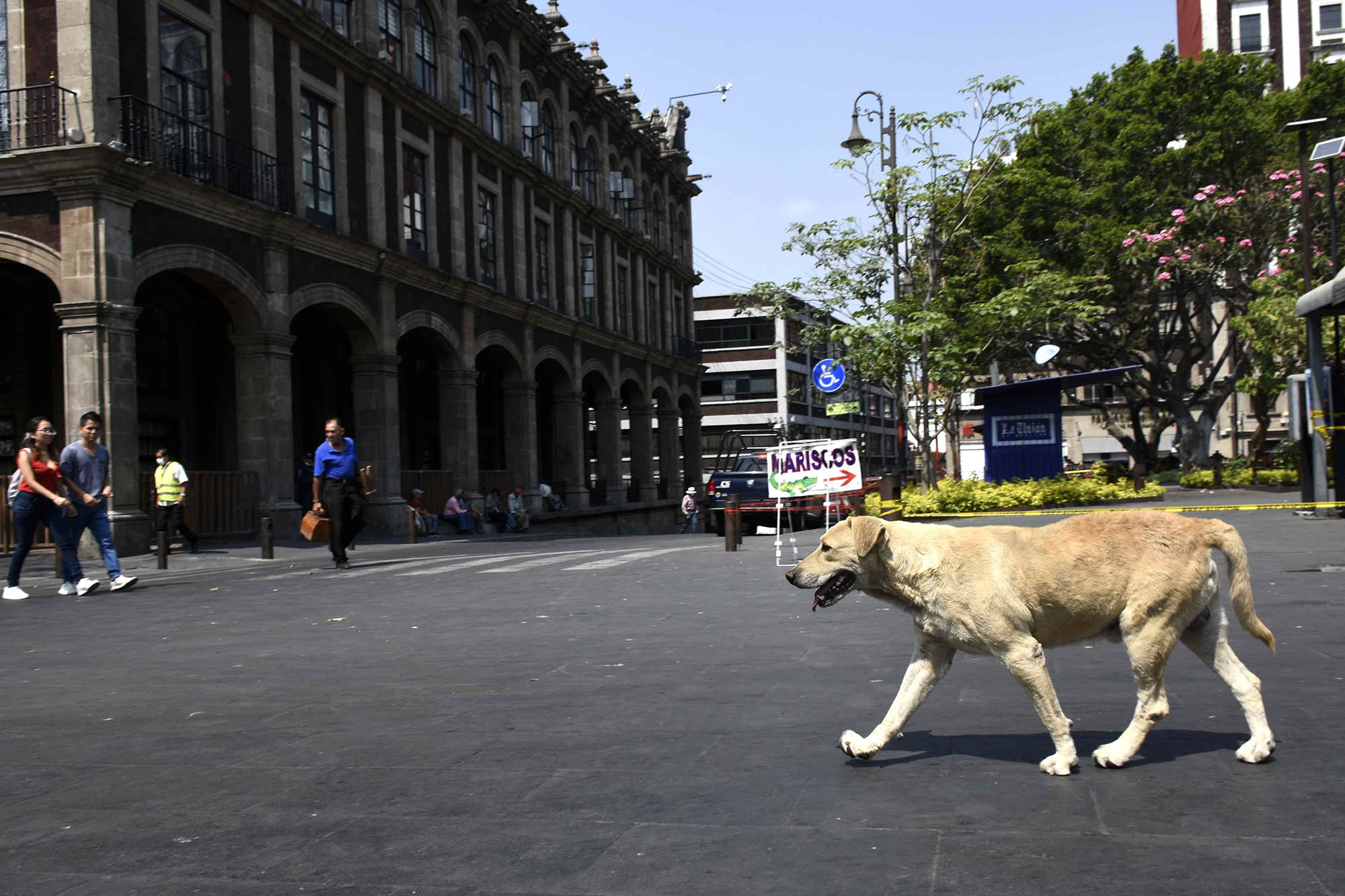 Perro en el centro. Foto Máximo Cerdio