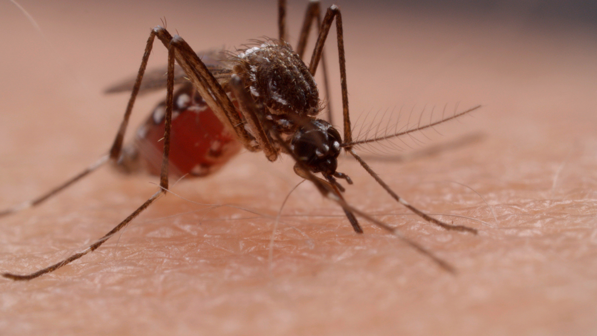 Aedes aegypti, Mosquito del Dengue