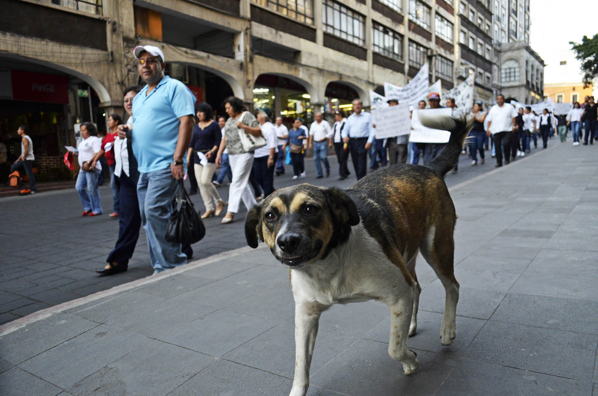 El Manchas RIP. Foto Máximo Cerdio