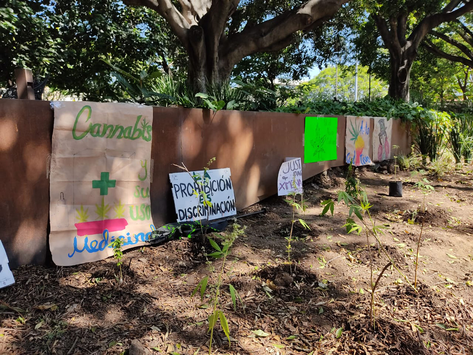 Plantas de Marihuana en Plaza de Armas. Foto cortesía