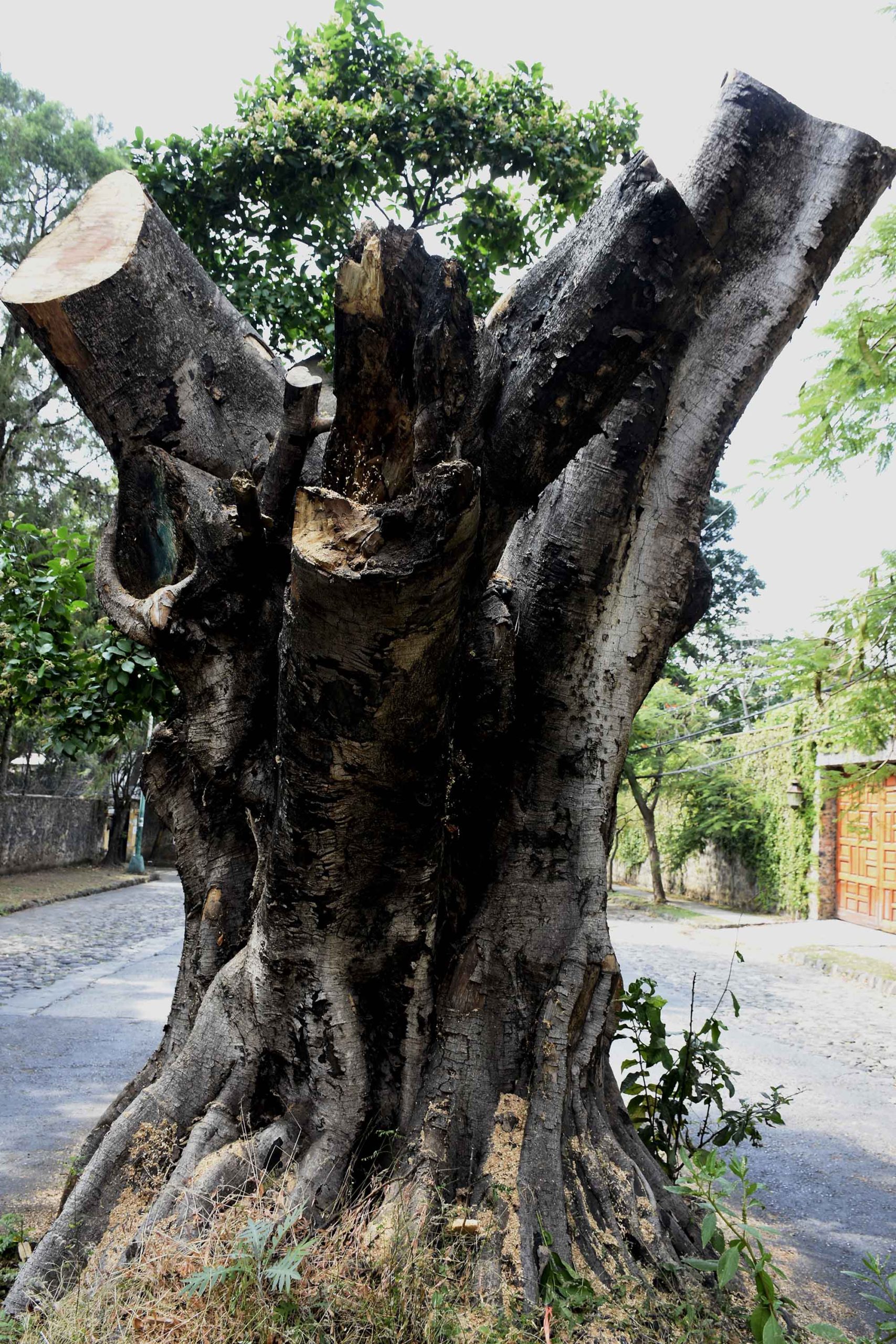 Árbol talado2