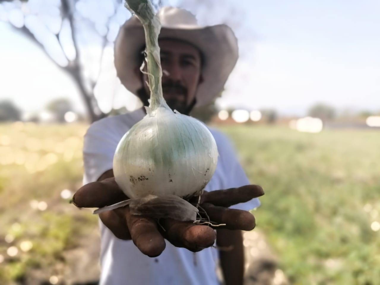 Cebolla recién cortada