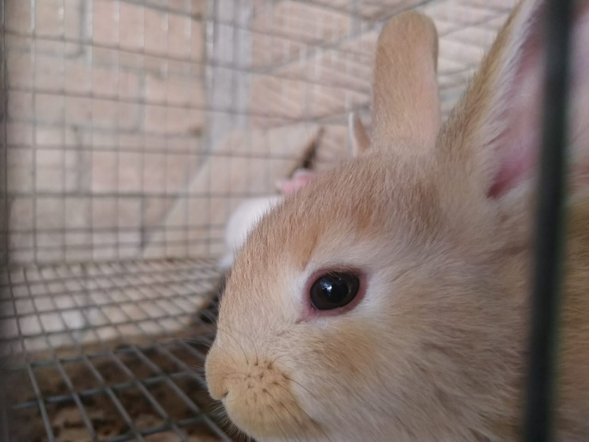 Foto alusiva, conejos mascota