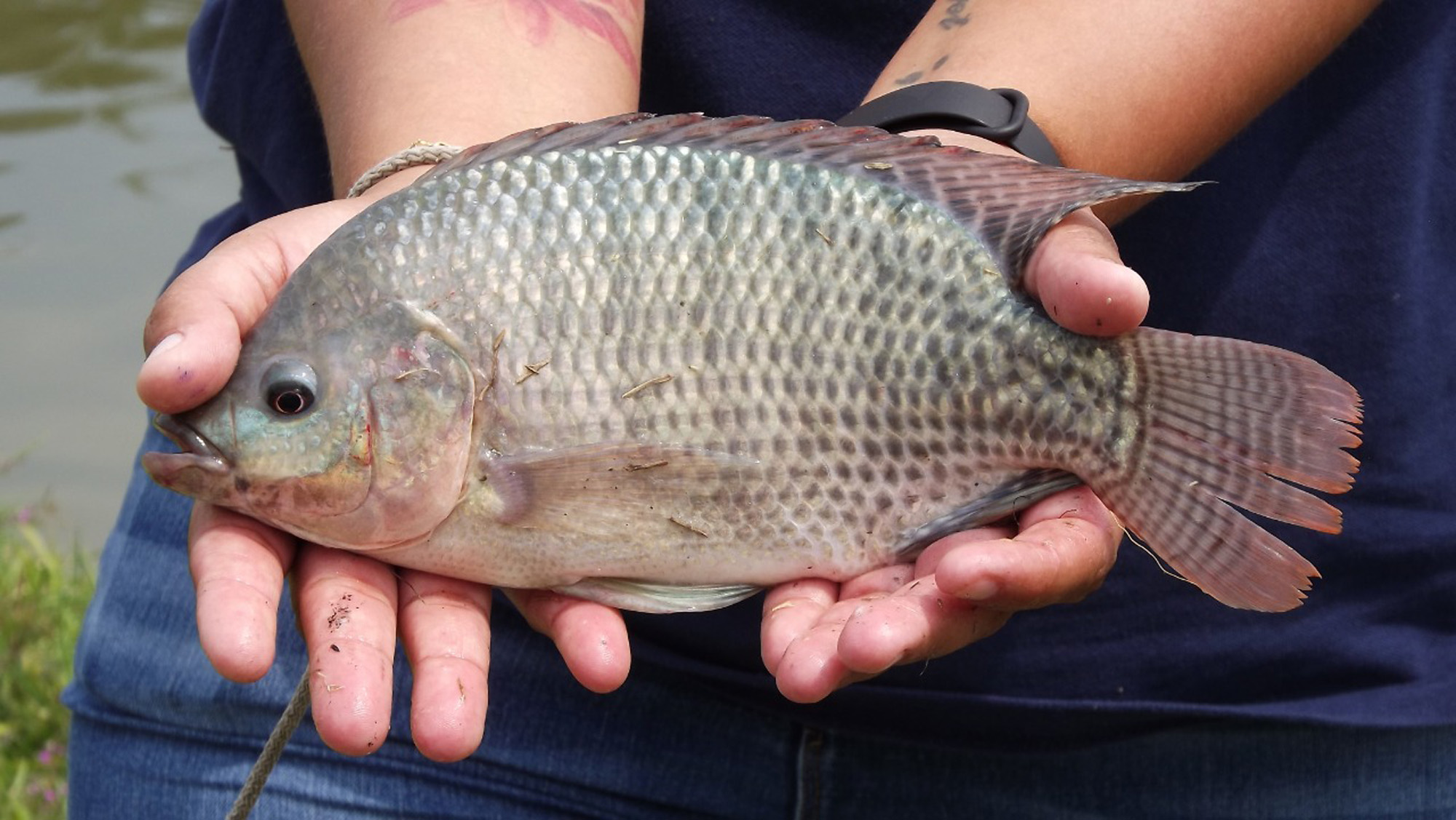 Mojarra Tilapia. Foto cortesía