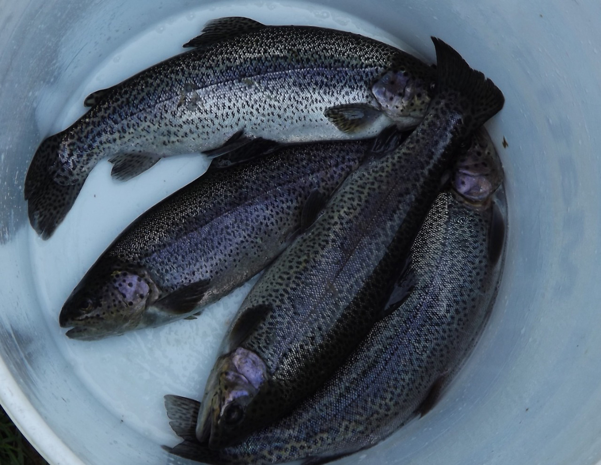 Truchas. Foto cortesía