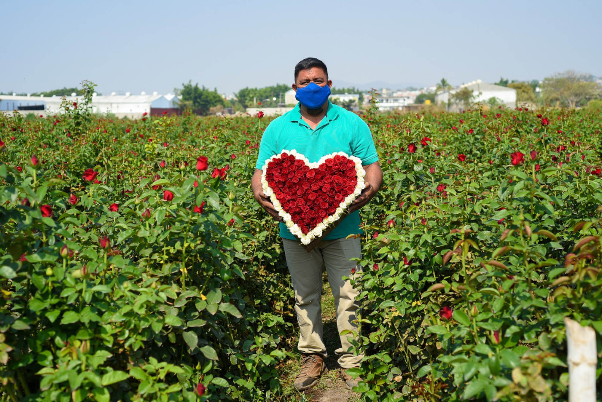 Productores de rosas en Morelos