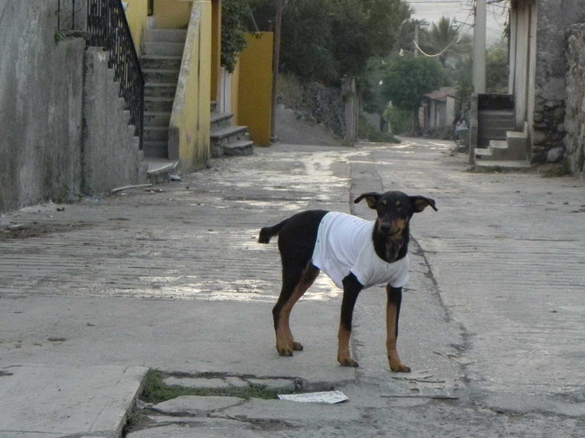 Perro en la cale. Foto de archivo 