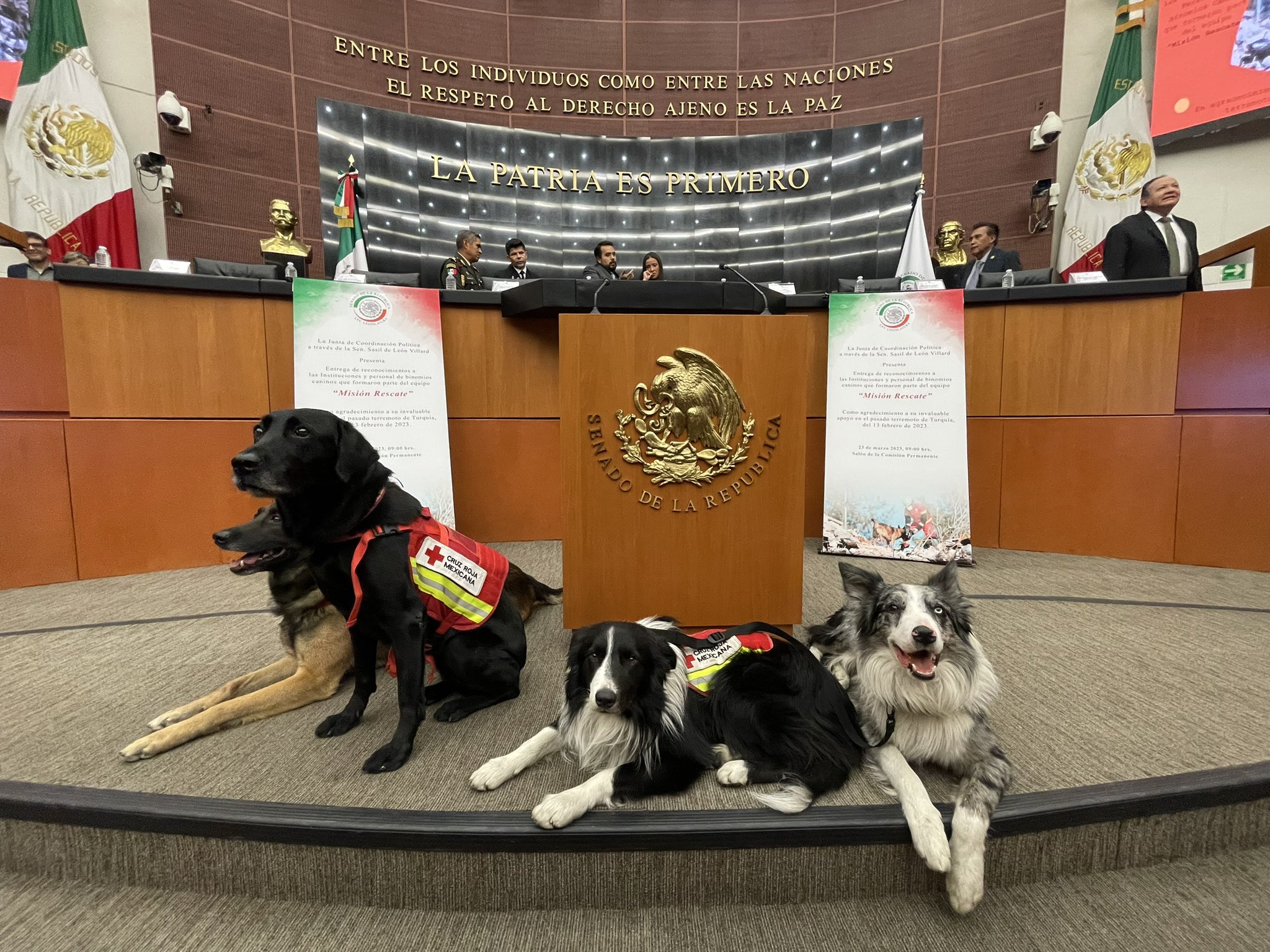 Caninos de la Cruz Roja que participaron en rescates en Turquía 